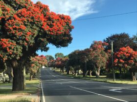Drouin is known as The Ficifolia Town and the avenue of colour is spectacular in summer.