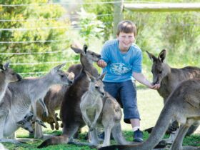 A child surrounded by kanagroos