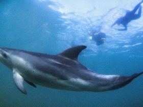 Swim with wild dolphins
