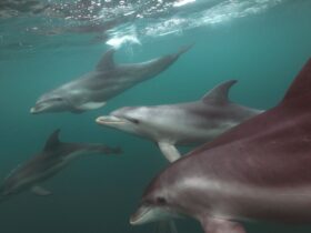 A pod of Port Phillip Bay's resident dolphins glides by.