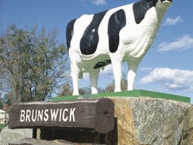 Brunswick Cow, Brunswick, Western Australia