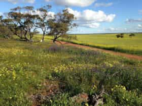 Coorow Wildflower Drive, Coorow, Western Australia