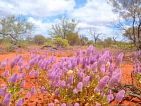 Gascoyne Murchison Outback Pathways, Western Australia