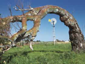 Greenough Leaning Trees, Western Australia
