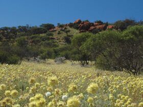 Koolanooka Springs, Morawa, Western Australia