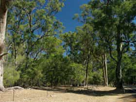 Maidens Tuart Forest, Bunbury, Western Australia