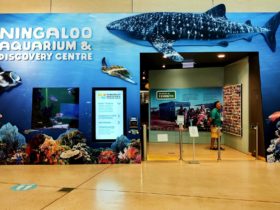Ningaloo Aquarium & Discovery Centre, Exmouth, Western Australia