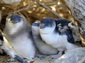 Penguin Island, Rockingham, Western Australia