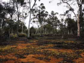 Woylie Walk, Dryandra Woodland, Narrogin, Western Australia