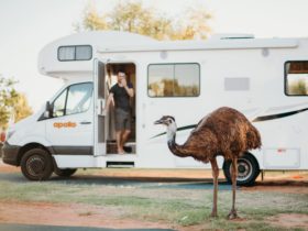 Campers in an Apollo Euro Deluxe get a surprise when an emu walks by