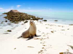 Abrolhos Islands.
