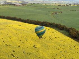 A hot air balloon flying over yellow canola fields
