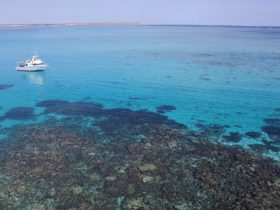 Ningaloo Marine Interactions, Coral Bay, Western Australia