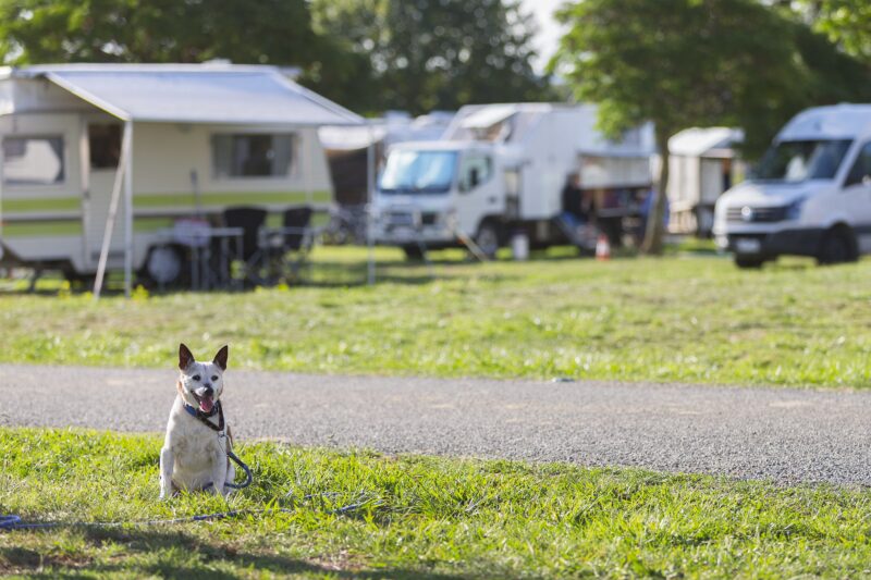 Dog sitting among campervans