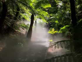Mist in rainforest