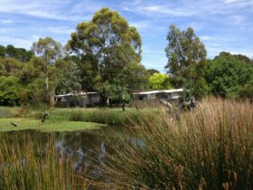 Wetlands with a large pond surrounded by grass and trees. Canberra Potters is in the background.