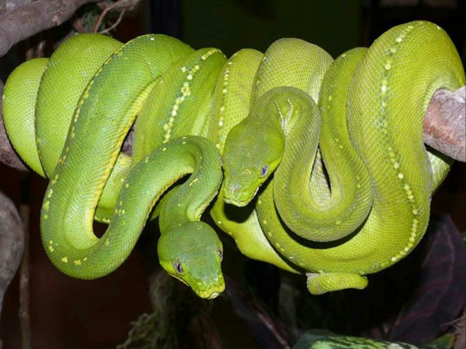 Aussie green tree pythons