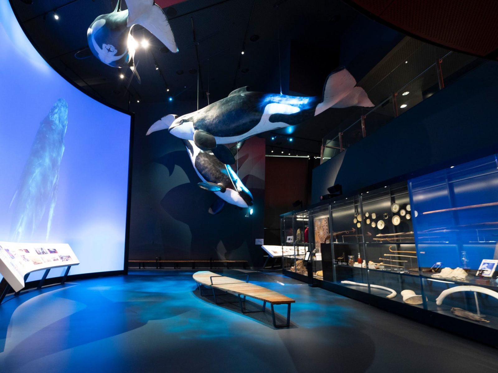 Life size whale suspended from ceiling in the Great Southern Land Gallery
