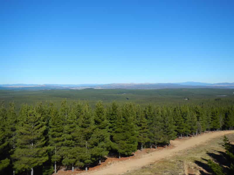 Kowen Pine Forest under clear blue skies