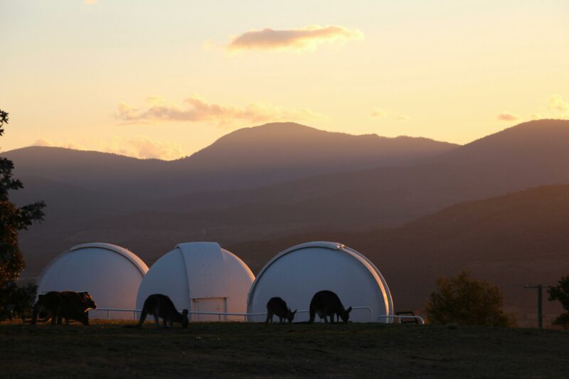 Kangaroos in front of telescope domes at sunset.