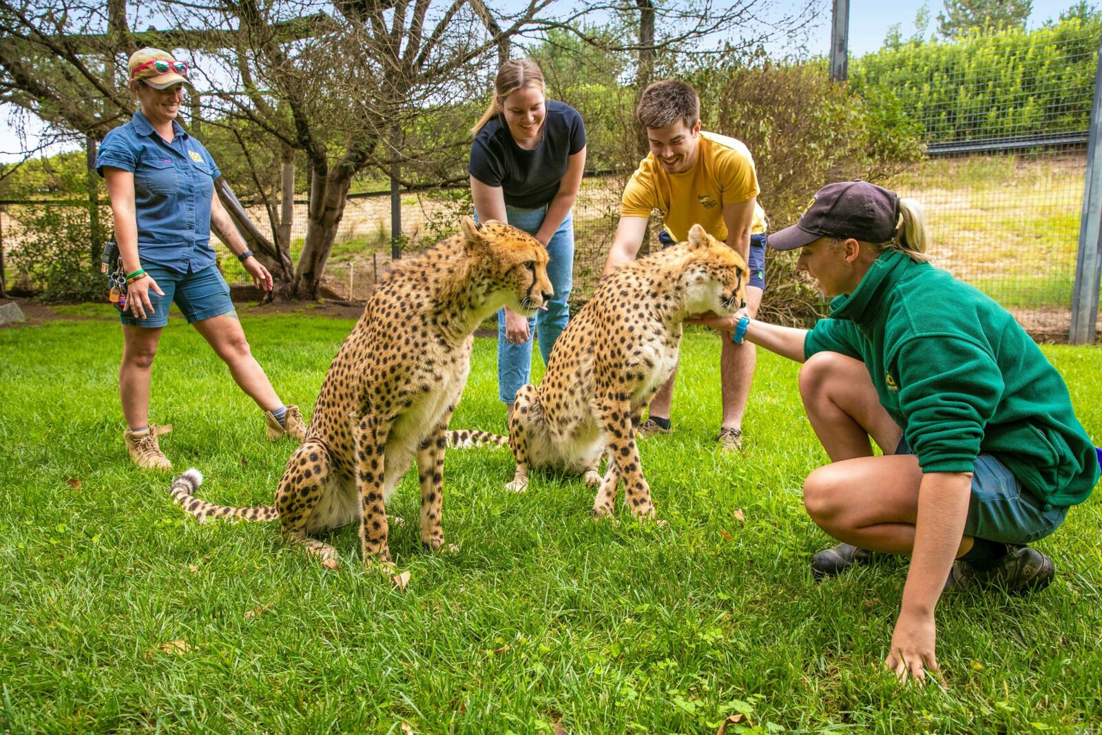 2 Guests and 2 zookeepers partaking in a Cheetah Encounter at the National Zoo and Aquarium