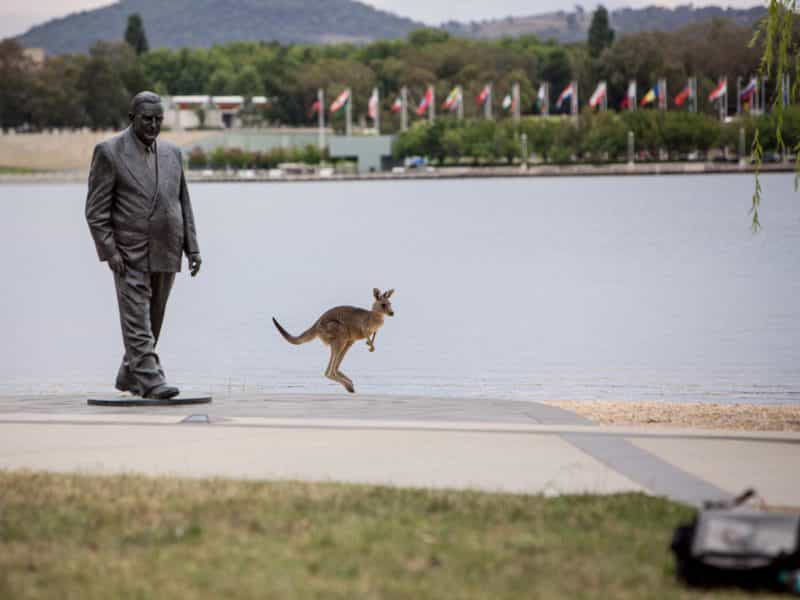 A kangaroo next to the R G Menzies statue on the lakeside