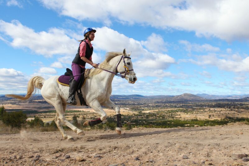 Horse and rider at Stromlo Forest Park