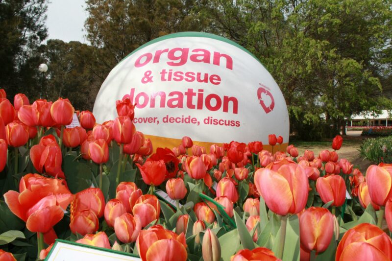 Beach ball with 'organ & tissue donation - discover, decide, discuss' in a field of tulips