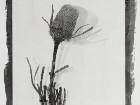 A photograph of a black and white flower