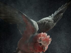 Still from Temple showing a Galah