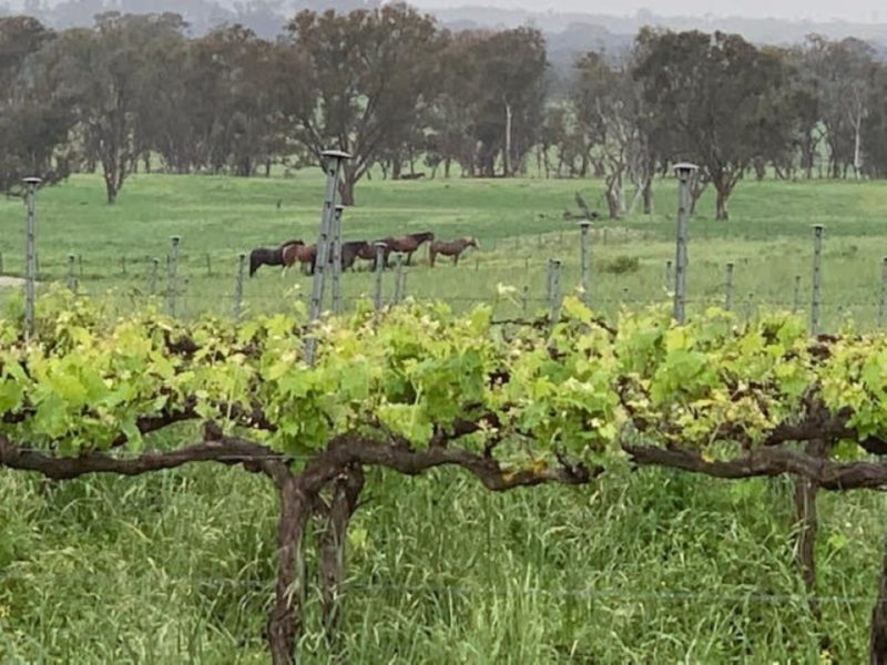 Grape Escapes canberra takes you to local cool climate vineyards of your choice