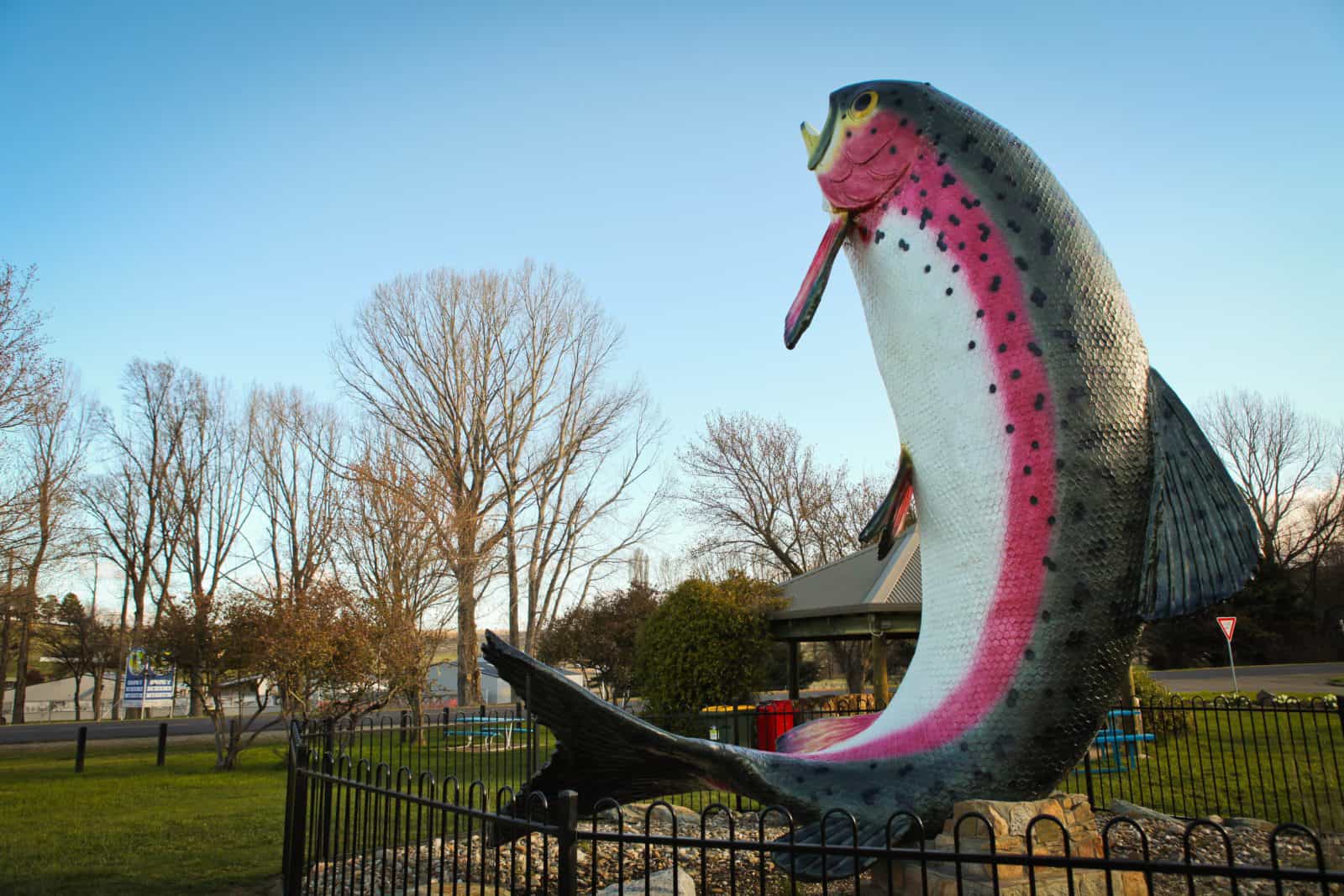 The Big Trout - Adaminaby