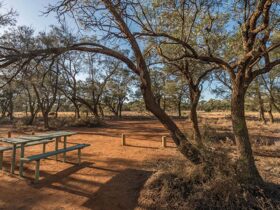 A picnic table surrounded by trees at Belah campground in Mungo National Park. Photo: John