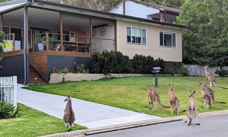 Kangaroos will visit the front lawn.