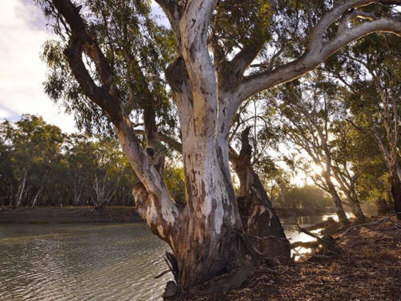 View of Murrumbidgee River with large gum tree in the foreground. Photo: Gavin Hansford/OEH.