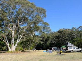 Burralow Creek campground, Blue Mountains National Park. Photo: E Sheargold/OEH