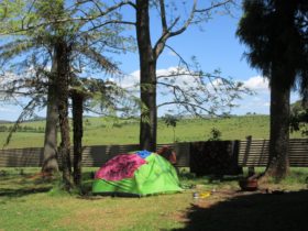 Grassy tent sites
