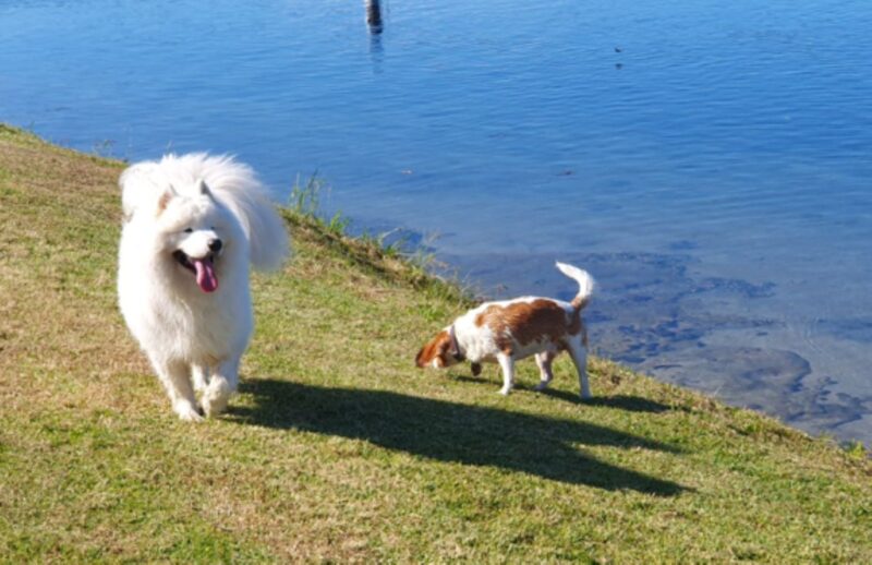 Bring your furry friends, they will enjoy Forster parks and off leash beaches!