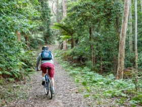 A cyclist along Griffins fire trail in Morton National Park. Photo: Michael Van Ewijk © OEH