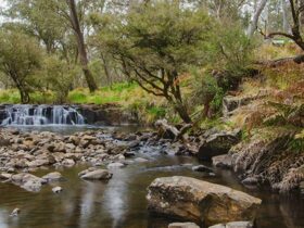 Gummi Falls campground, Barrington Tops State Conservation Area. Photo: John Spencer/NSW Government