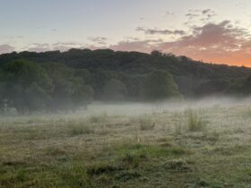 Morning mist over the paddocks of Jarbia Acres