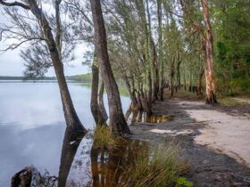 Joes Cove campground and Two Mile Lake in Myall Lakes National Park. Photo: John Spencer © DPIE