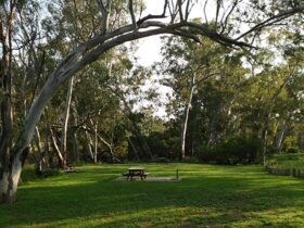 Grassy Kookibitta campground sites with picnic tables, surrounded by bushland. Photo: Tanya