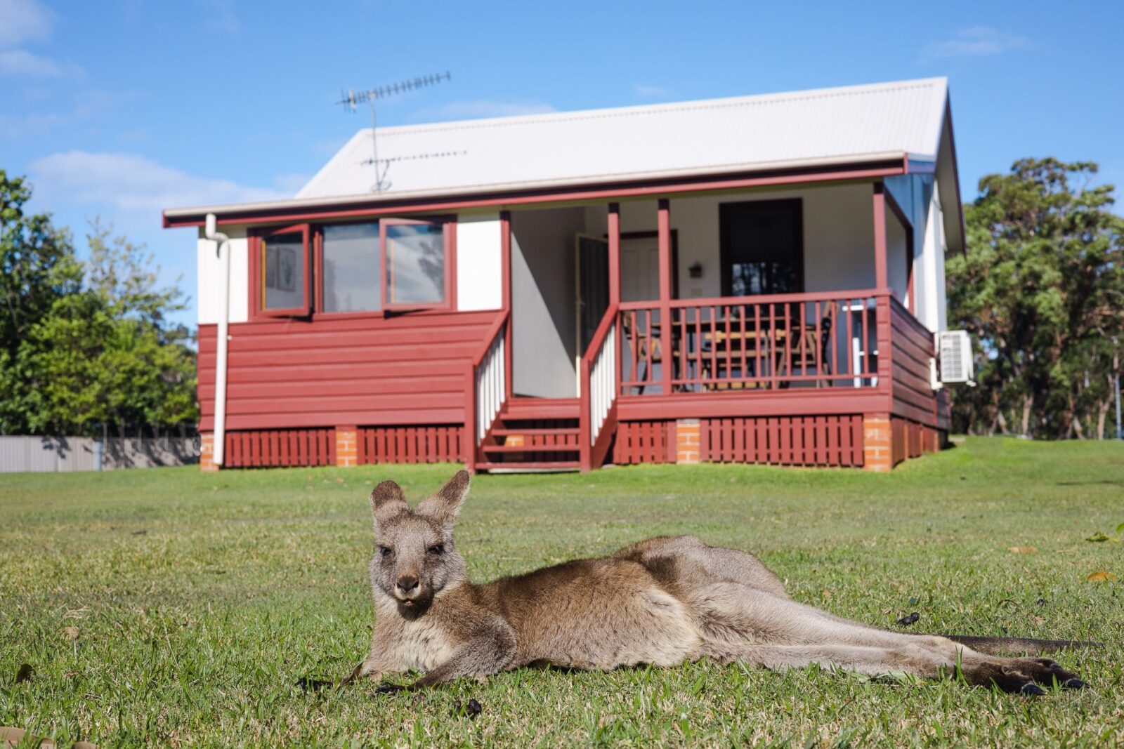 Kangaroo in front of cabin