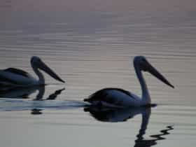 Pelicans on the Lake
