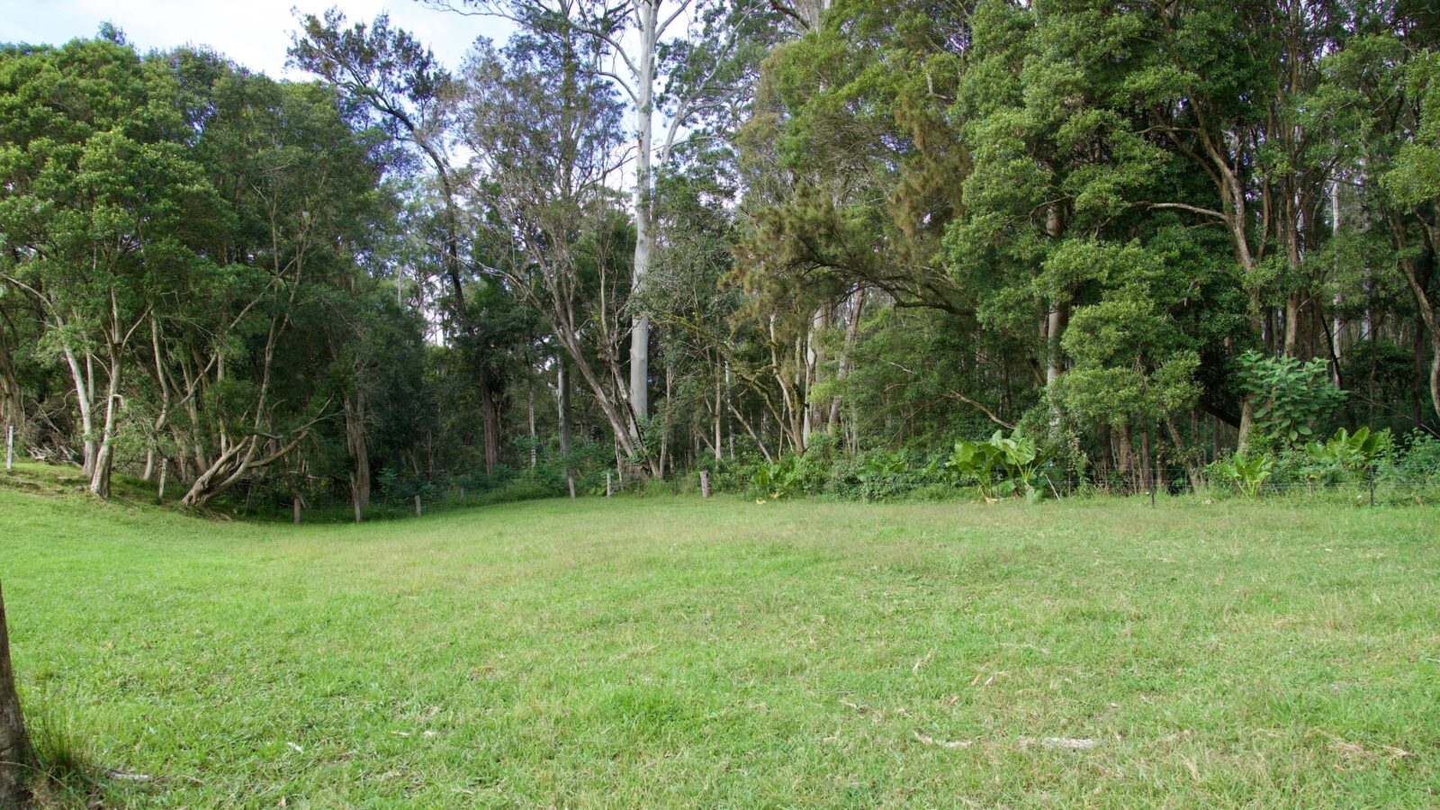 Lower area of grass area