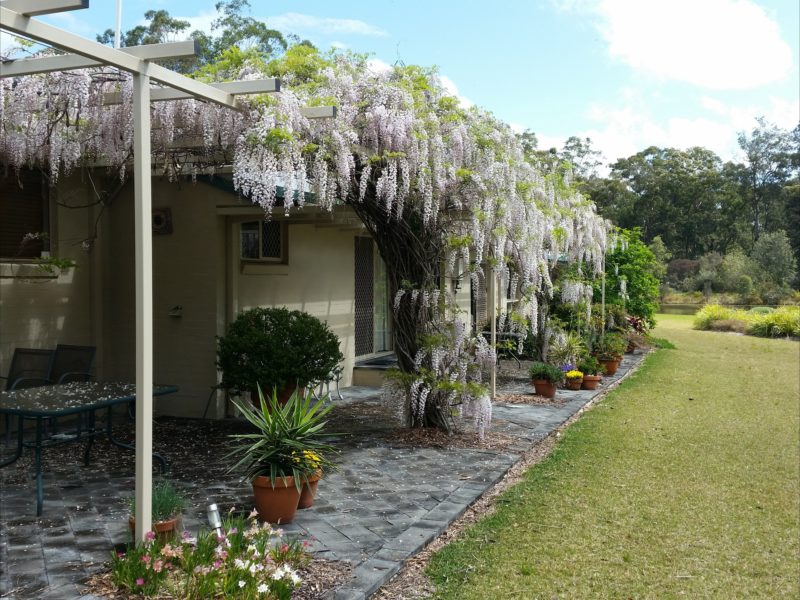 Beautiful wisteria covered pergola along northern side of house.