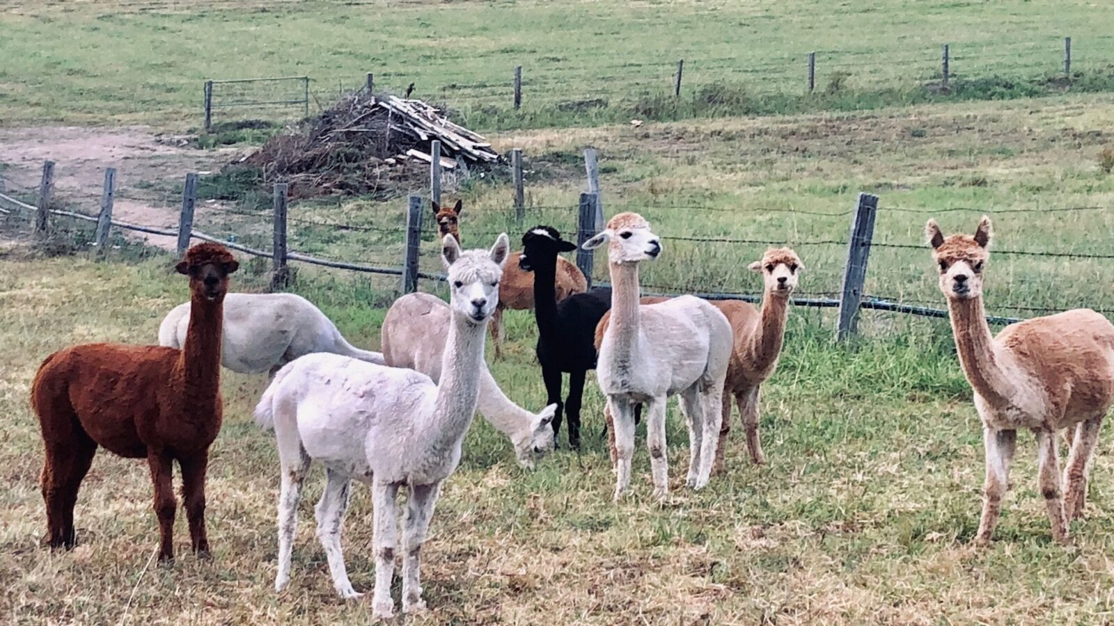 Take a tour of our alpacas
