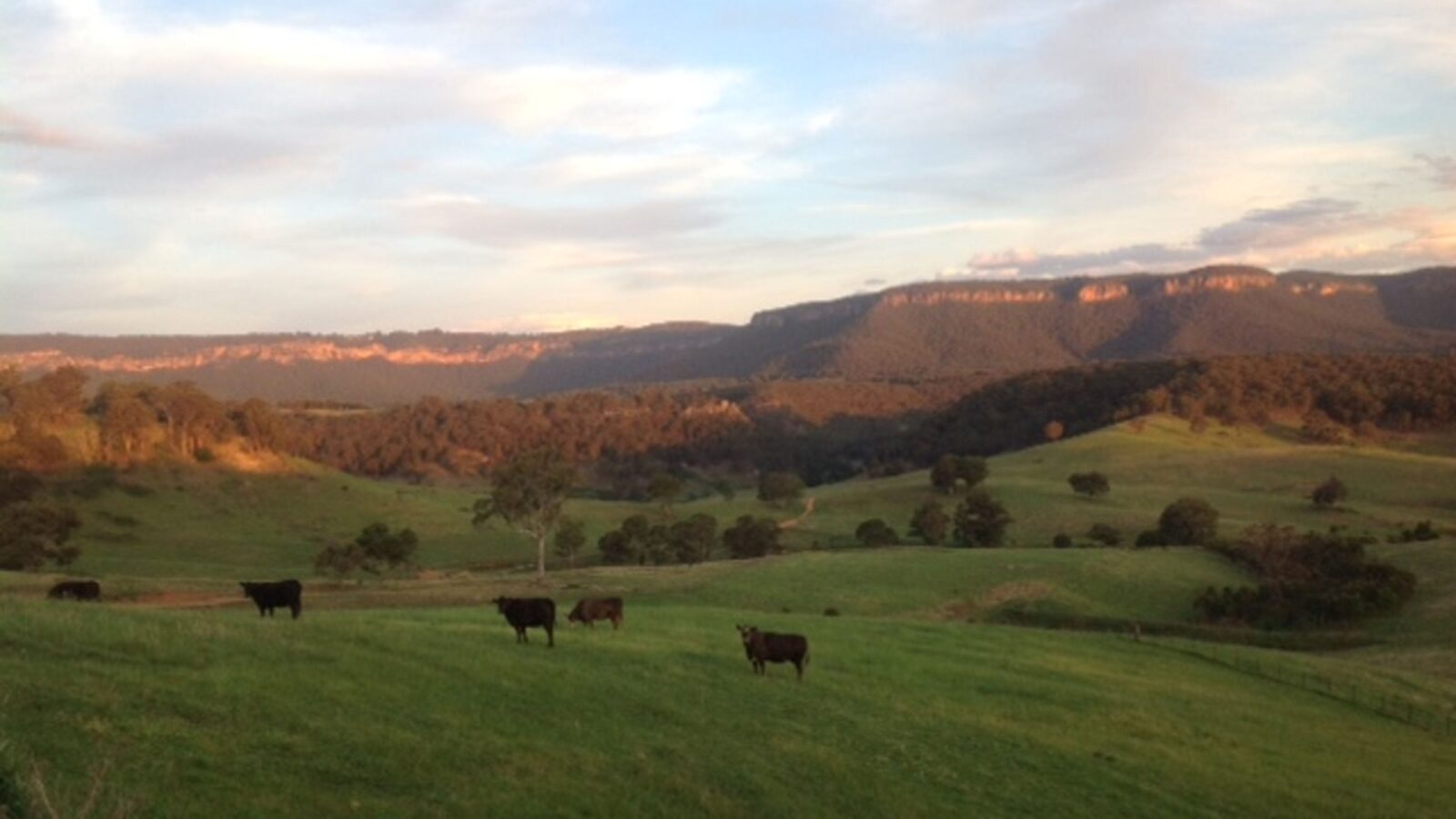 Cattle in the valley