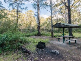 Postmans campground in sunlit forest with a sheltered picnic table and wood barbecue. Photo: John